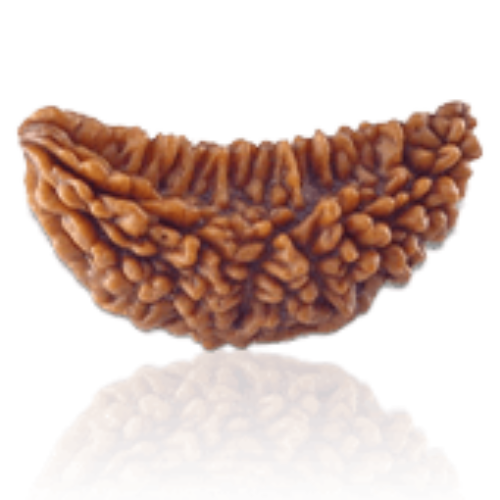 1 Mukhi Rudraksha