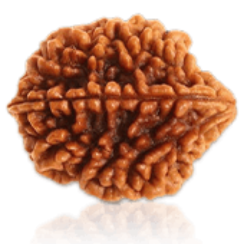 2 Mukhi Rudraksha