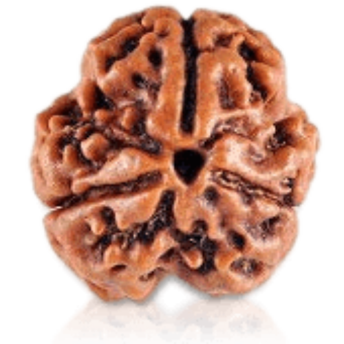 3 Mukhi Rudraksha