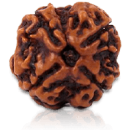 4 Mukhi Rudraksha