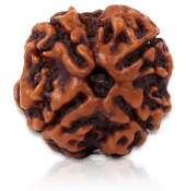 4 Mukhi Rudraksha