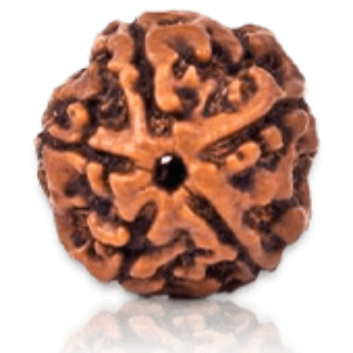 5 Mukhi Rudraksha