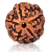 5 Mukhi Rudraksha