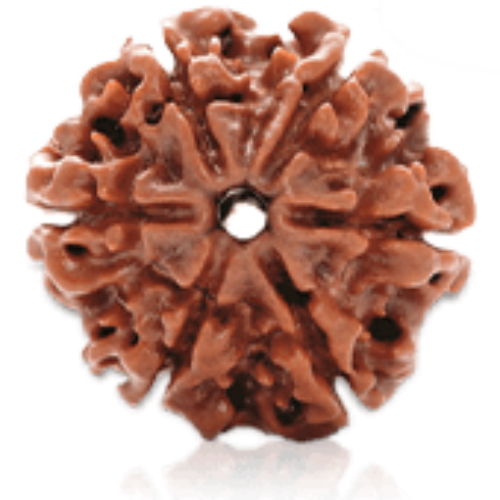 6 Mukhi Rudraksha