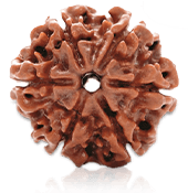 6 Mukhi Rudraksha