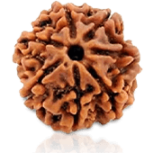 7 Mukhi Rudraksha