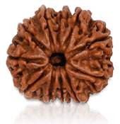 11 Mukhi Rudraksha