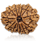 13 Mukhi Rudraksha