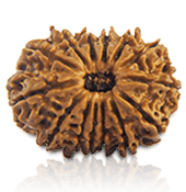 14 Mukhi Rudraksha