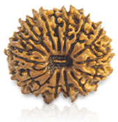 15 Mukhi Rudraksha