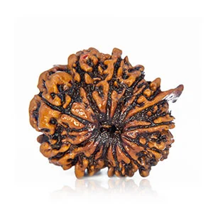 Ganesha Rudraksha