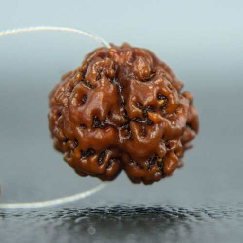 1 Mukhi Round Rudraksha