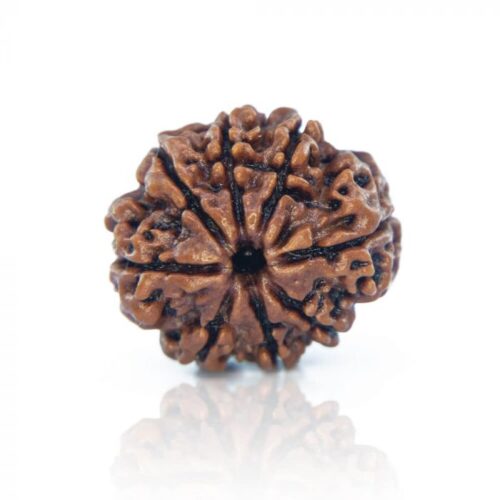 8 Mukhi Rudraksha