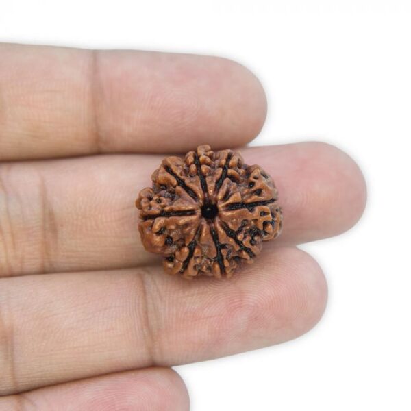 8 Mukhi Rudraksha