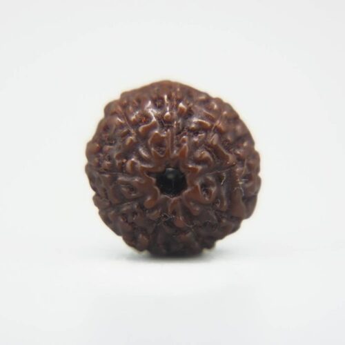 8 Mukhi Rudraksha