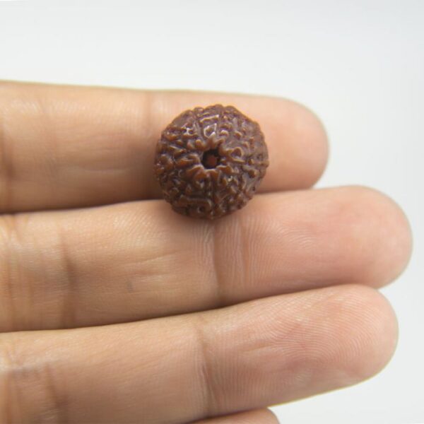 8 Mukhi Rudraksha