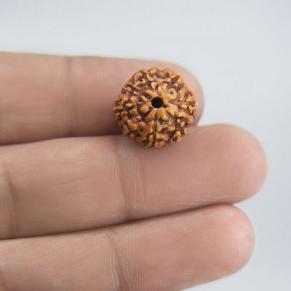 8 Mukhi Rudraksha