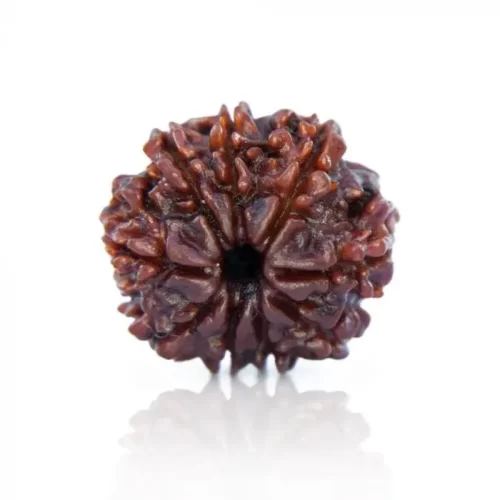 9 Mukhi Rudraksha