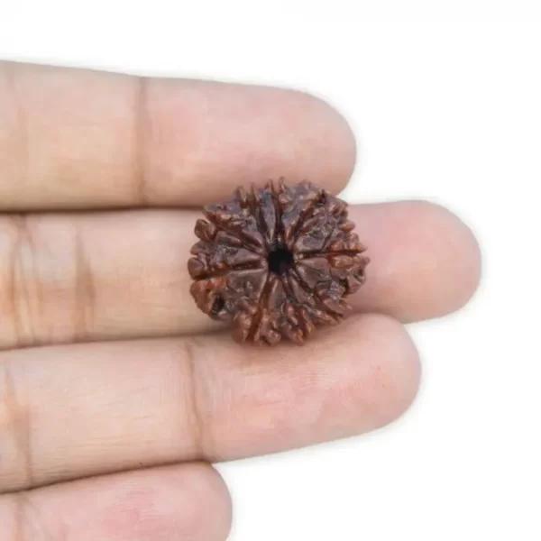 9 Mukhi Rudraksha